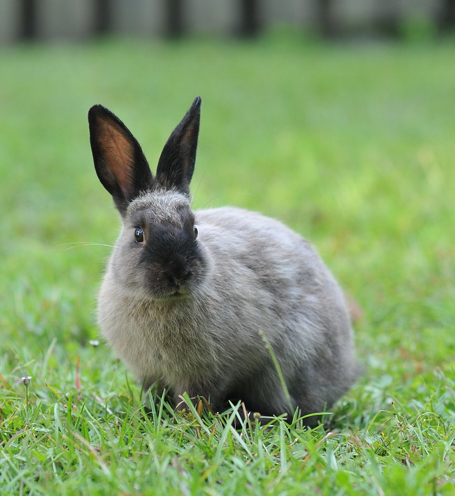 hase.jpg hase.jpg