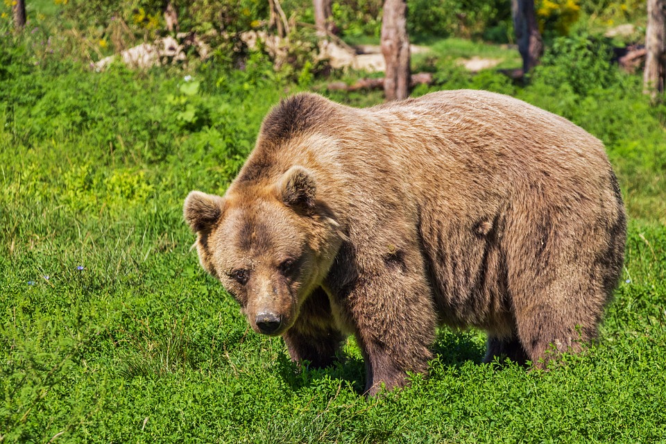 baer.jpg baer.jpg